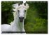 Traumpferd Lipizzaner (Wandkalender... - Bild 5