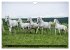 Traumpferd Lipizzaner (Wandkalender... - Bild 9