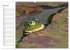 Amphibien und Reptilien (hochwertiger... - Bild 11