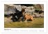 Tiger 2026 (Wandkalender 2026 DIN A2... - Bild 15