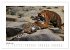 Tiger 2026 (Wandkalender 2026 DIN A2... - Bild 7