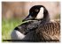 KANADA-GANS - Der 'hupende' Vogel... - Bild 9