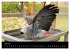Graupapageien mit Herz (Tischkalender... - Bild 12
