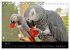 Graupapageien mit Herz (Tischkalender... - Bild 13