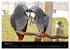 Graupapageien mit Herz (Tischkalender... - Bild 14