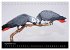 Graupapageien mit Herz (Tischkalender... - Bild 15