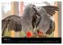 Graupapageien mit Herz (Tischkalender... - Bild 9