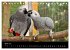 Graupapageien mit Herz (Tischkalender... - Bild 10