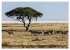 Wildes Namibia (Tischkalender 2026 DIN... - Bild 3