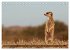 Wildes Namibia (Tischkalender 2026 DIN... - Bild 5