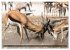 Wildes Namibia (Tischkalender 2026 DIN... - Bild 10
