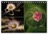 Blumenreise 2026 (Tischkalender 2026... - Bild 11