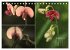 Blumenreise 2026 (Tischkalender 2026... - Bild 3