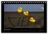 Enten-Rennen (Tischkalender 2026 DIN A5... - Bild 5