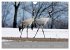 Kraniche in Vorpommern (Wandkalender... - Bild 11