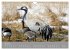 Kraniche in Vorpommern (Wandkalender... - Bild 12