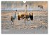 Kraniche in Vorpommern (Wandkalender... - Bild 14