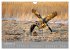 Kraniche in Vorpommern (Wandkalender... - Bild 15