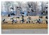 Kraniche in Vorpommern (Wandkalender... - Bild 4