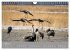 Kraniche in Vorpommern (Wandkalender... - Bild 10