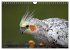 Nymphensittiche (Wandkalender 2026 DIN... - Bild 11