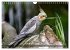 Nymphensittiche (Wandkalender 2026 DIN... - Bild 13
