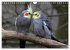 Nymphensittiche (Wandkalender 2026 DIN... - Bild 15