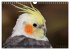Nymphensittiche (Wandkalender 2026 DIN... - Bild 3