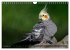 Nymphensittiche (Wandkalender 2026 DIN... - Bild 5