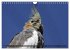 Nymphensittiche (Wandkalender 2026 DIN... - Bild 10