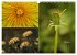 Blumenreise 2026 (Wandkalender 2026 DIN... - Bild 12