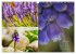 Blumenreise 2026 (Wandkalender 2026 DIN... - Bild 13