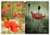 Blumenreise 2026 (Wandkalender 2026 DIN... - Bild 14