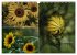 Blumenreise 2026 (Wandkalender 2026 DIN... - Bild 15