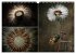 Blumenreise 2026 (Wandkalender 2026 DIN... - Bild 5