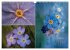 Blumenreise 2026 (Wandkalender 2026 DIN... - Bild 10