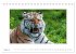 Emotionale Momente: Tiger - Kraft &... - Bild 14