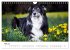 Australian Shepherd - Traum auf vier... - Bild 11