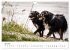 Australian Shepherd - Traum auf vier... - Bild 12