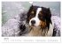 Australian Shepherd - Traum auf vier... - Bild 13