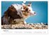 Australian Shepherd - Traum auf vier... - Bild 14