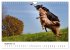 Australian Shepherd - Traum auf vier... - Bild 15