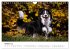 Australian Shepherd - Traum auf vier... - Bild 3