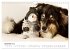 Australian Shepherd - Traum auf vier... - Bild 5