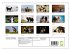 Australian Shepherd - Traum auf vier... - Bild 6