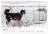 Australian Shepherd - Traum auf vier... - Bild 7