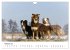 Australian Shepherd - Traum auf vier... - Bild 8