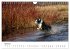Australian Shepherd - Traum auf vier... - Bild 10