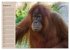 Orang-Utans (Wandkalender 2026 DIN A3... - Bild 14