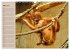 Orang-Utans (Wandkalender 2026 DIN A3... - Bild 9